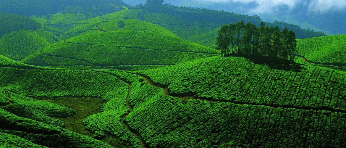 Kerala: Development for a green future