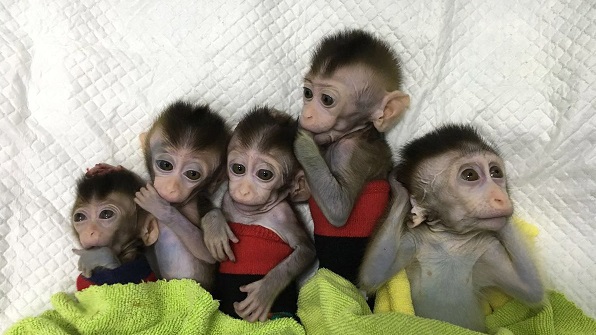 China clones Gene-edited monkeys