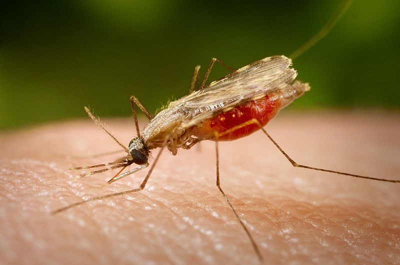 Malaria crisis in Latin America