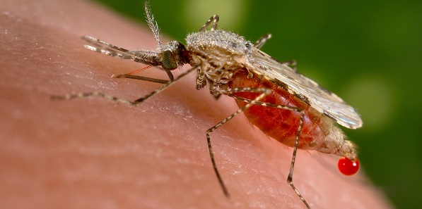 New technology to fight mosquitoes