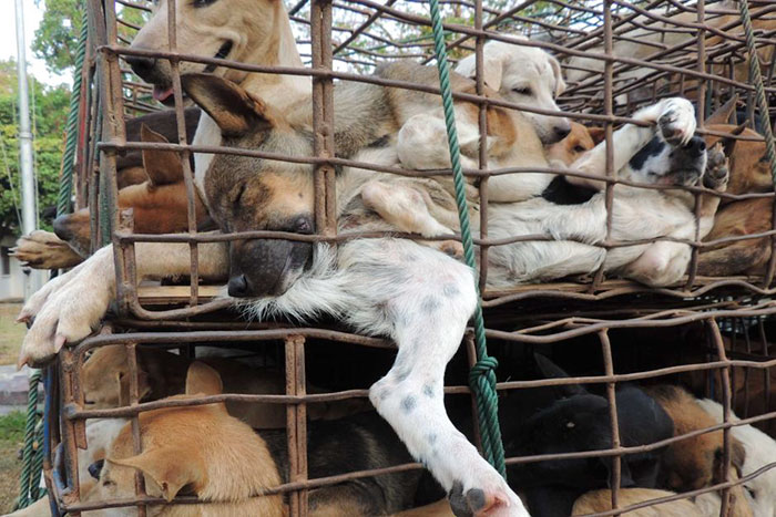Taiwan bans Dog Meat