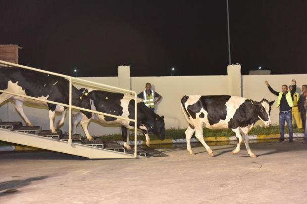 Qatar: airlift of 165 cows