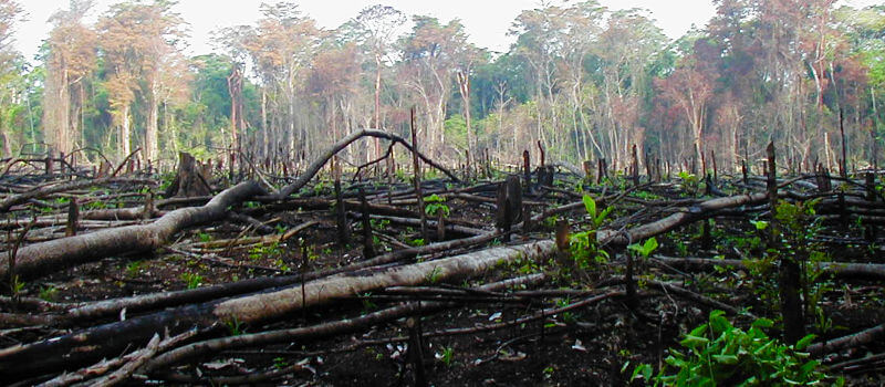 Environmental Assault in the Brazilian Amazon