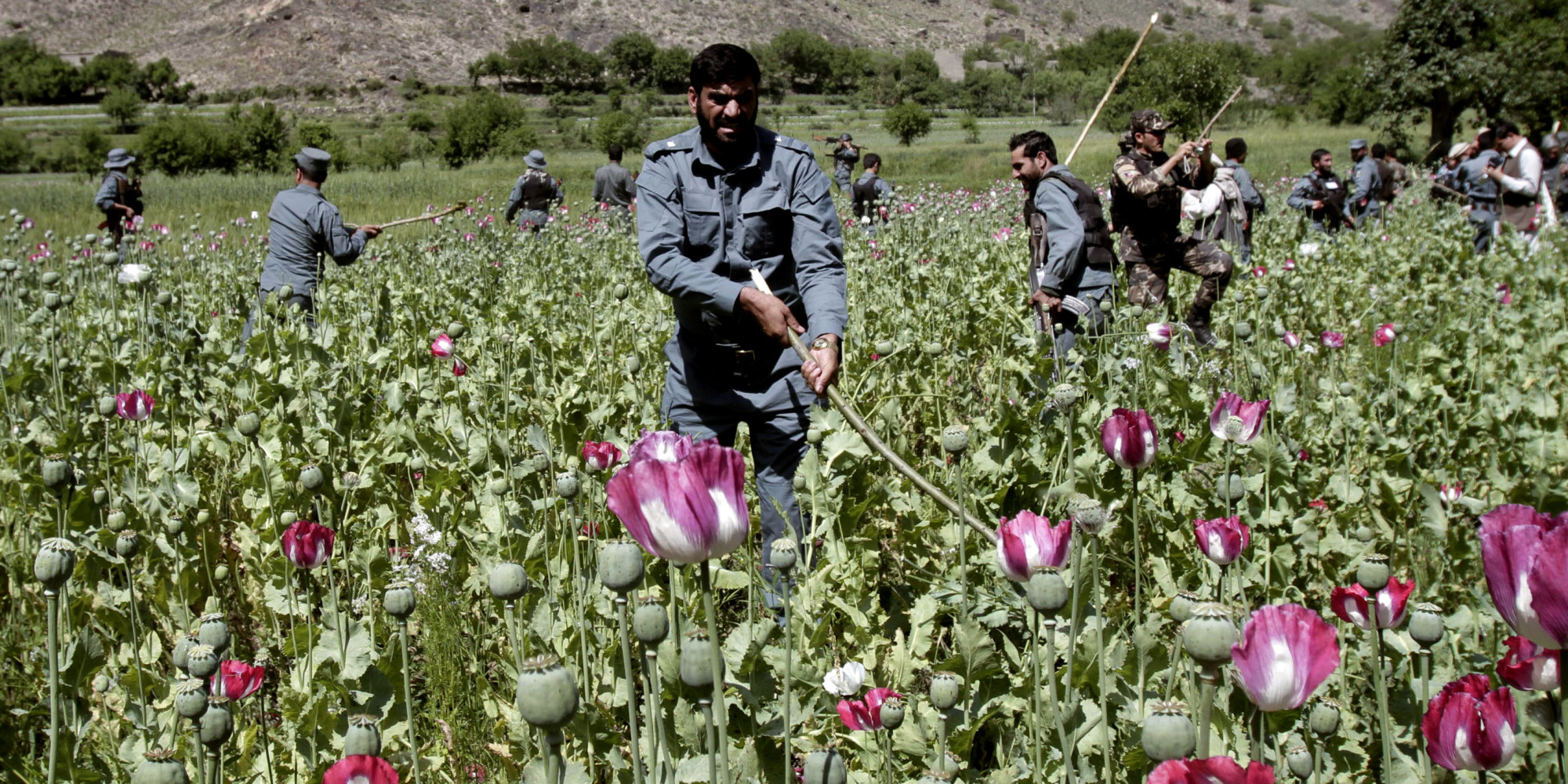 Afghanistan opium trade