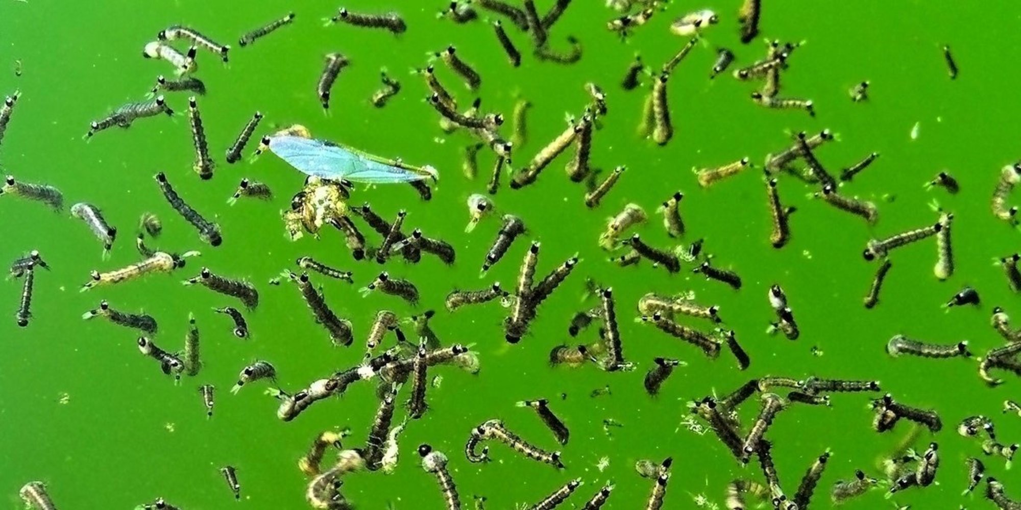 Microplastics may enter food chain via mosquitoes