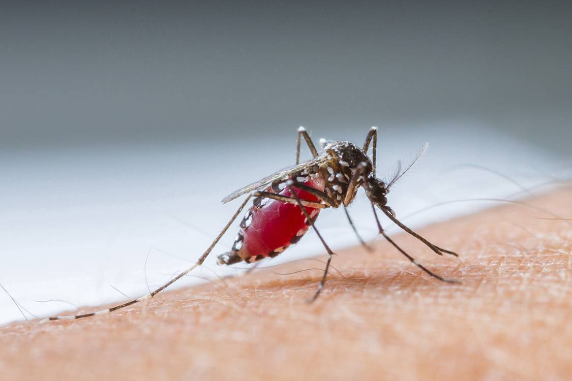 Dengue: A global human threat