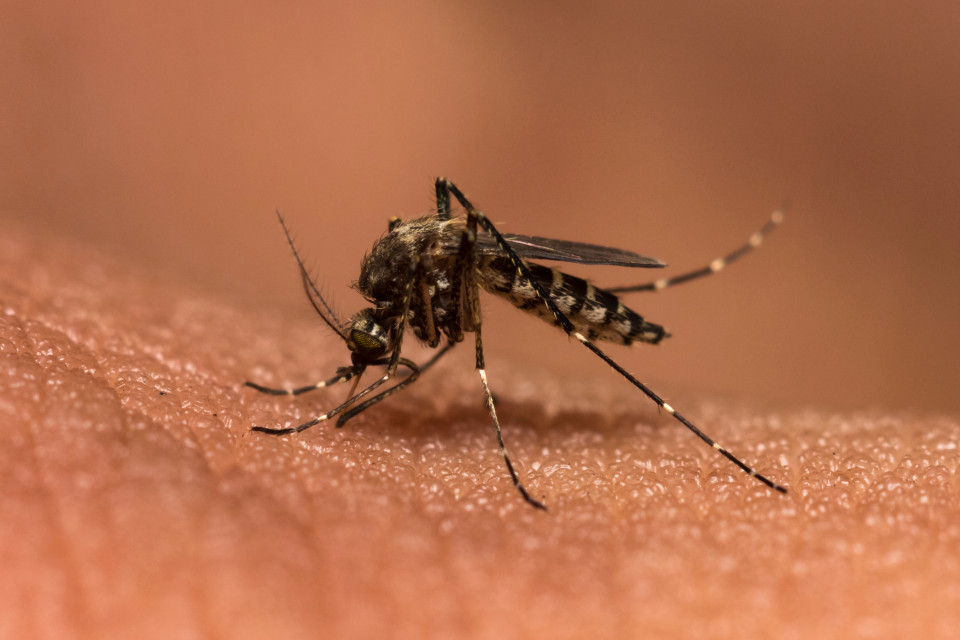 A warning about Malaria