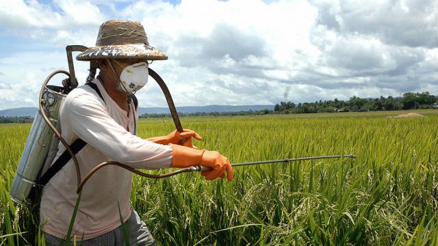 Trump lifts pesticide ban