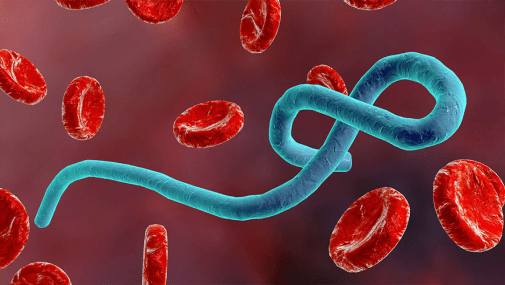 Defeating Ebola, Finally?