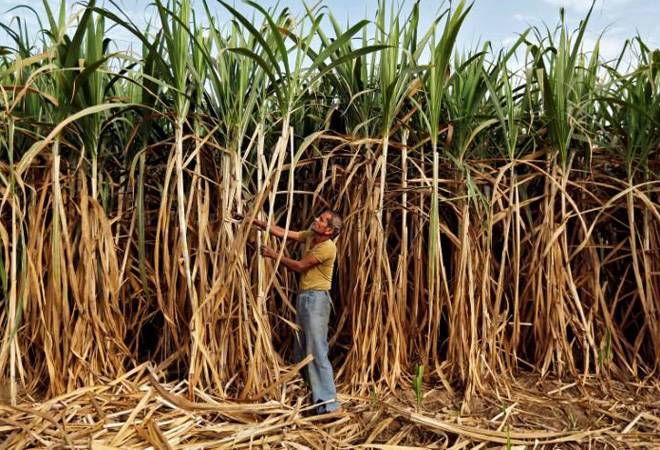 India to export raw sugar 